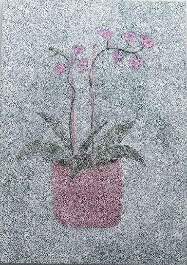 Diese Orchidee blühte bei mir ein zweites Mal.